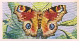1960 Swettenham Tea Butterflies and Moths #20 Peacock Butterfly Front