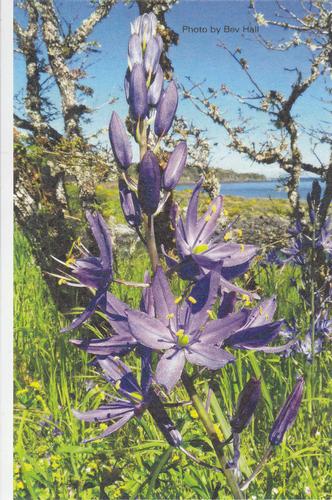 2017 Metchosin Nature Cards #7 great camas Front