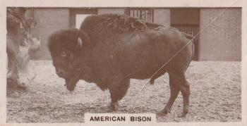 1929 De Reszke Zoological Studies #35 American Bison Front