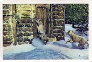 1957 Parkhurst Adventures of Radisson (V339-1) #45 During the long winter Front