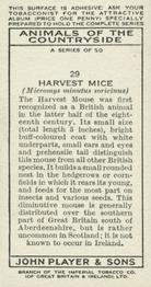 1939 Player's Animals of the Countryside #29 Harvest Mice Back