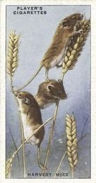 1939 Player's Animals of the Countryside #29 Harvest Mice Front