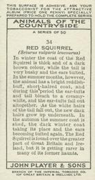 1939 Player's Animals of the Countryside #34 Red Squirrel Back