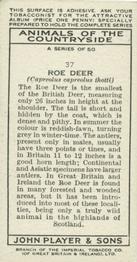 1939 Player's Animals of the Countryside #37 Roe Deer Back