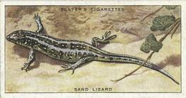 1939 Player's Animals of the Countryside #39 Sand Lizard Front