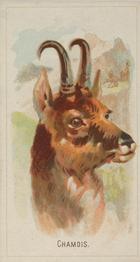 1888 Allen & Ginter Wild Animals of the World (N25) #NNO Chamois Front