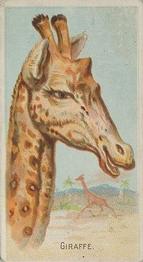 1888 Allen & Ginter Wild Animals of the World (N25) #NNO Giraffe Front