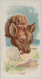 1888 Allen & Ginter Wild Animals of the World (N25) #NNO Hyena Front