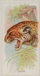 1888 Allen & Ginter Wild Animals of the World (N25) #NNO Jaguar Front