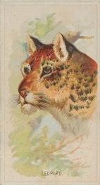 1888 Allen & Ginter Wild Animals of the World (N25) #NNO Leopard Front