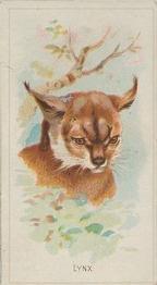 1888 Allen & Ginter Wild Animals of the World (N25) #NNO Lynx Front