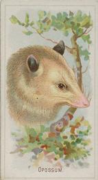 1888 Allen & Ginter Wild Animals of the World (N25) #NNO Opossum Front