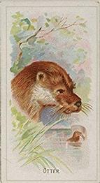 1888 Allen & Ginter Wild Animals of the World (N25) #NNO Otter Front