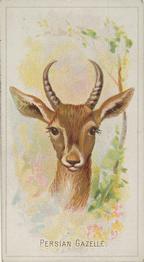 1888 Allen & Ginter Wild Animals of the World (N25) #NNO Persian Gazelle Front