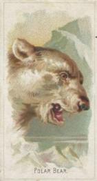 1888 Allen & Ginter Wild Animals of the World (N25) #NNO Polar Bear Front