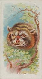 1888 Allen & Ginter Wild Animals of the World (N25) #NNO Raccoon Front