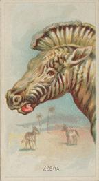 1888 Allen & Ginter Wild Animals of the World (N25) #NNO Zebra Front