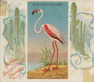 1889 Allen & Ginter Birds of the Tropics Large (N38) #NNO African Flamingo Front