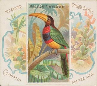 1889 Allen & Ginter Birds of the Tropics Large (N38) #NNO Banded Aracari Toucan Front