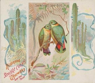 1889 Allen & Ginter Birds of the Tropics Large (N38) #NNO Swinderns Love Bird Front