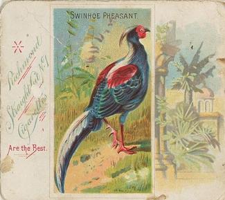 1889 Allen & Ginter Birds of the Tropics Large (N38) #NNO Swinhoe Pheasant Front