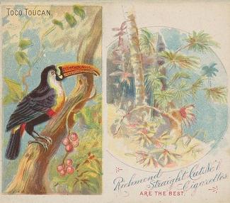 1889 Allen & Ginter Birds of the Tropics Large (N38) #NNO Toco Toucan Front