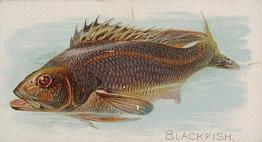 1889 Allen & Ginter 50 Fish from American Waters (N8) #NNO Blackfish Front