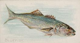 1889 Allen & Ginter 50 Fish from American Waters (N8) #NNO Bluefish Front