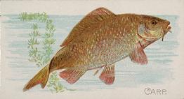 1889 Allen & Ginter 50 Fish from American Waters (N8) #NNO Carp Front