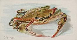 1889 Allen & Ginter 50 Fish from American Waters (N8) #NNO Crab Front