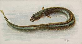 1889 Allen & Ginter 50 Fish from American Waters (N8) #NNO Eel Front