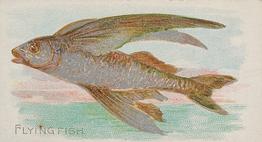 1889 Allen & Ginter 50 Fish from American Waters (N8) #NNO Flying Fish Front