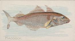 1889 Allen & Ginter 50 Fish from American Waters (N8) #NNO Haddock Front