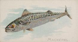 1889 Allen & Ginter 50 Fish from American Waters (N8) #NNO Mackerel Front
