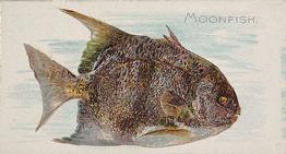 1889 Allen & Ginter 50 Fish from American Waters (N8) #NNO Moonfish Front