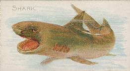 1889 Allen & Ginter 50 Fish from American Waters (N8) #NNO Shark Front