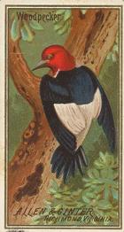 1888 Allen & Ginter Birds of America (N4) #NNO Woodpecker Front