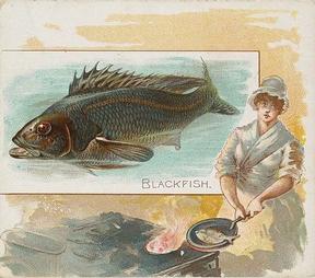 1889 Allen & Ginter 50 Fish from American Waters (N39) #NNO Blackfish Front