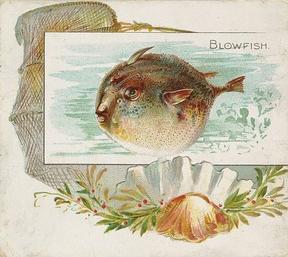 1889 Allen & Ginter 50 Fish from American Waters (N39) #NNO Blowfish Front