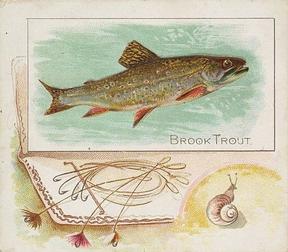1889 Allen & Ginter 50 Fish from American Waters (N39) #NNO Brook Trout Front