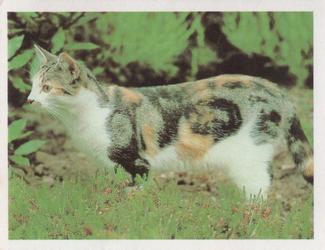1979 National Geographic World House Cat Series #8 American Shorthair (Calico-Tabby) Front