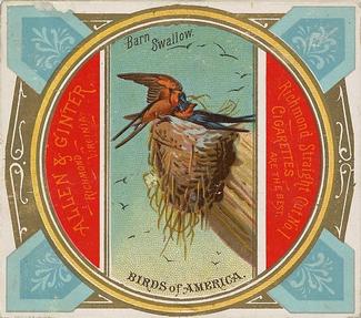 1890 Allen & Ginter Birds of America (N37) #NNO Barn Swallow Front