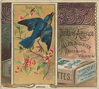 1890 Allen & Ginter Birds of America (N37) #NNO Blue Bird Front