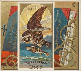 1890 Allen & Ginter Birds of America (N37) #NNO Osprey Front