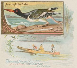 1890 Allen & Ginter Game Birds (N40) #NNO American Oyster Catcher Front