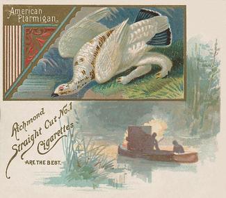 1890 Allen & Ginter Game Birds (N40) #NNO American Ptarmigan Front