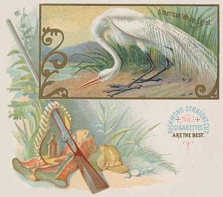 1890 Allen & Ginter Game Birds (N40) #NNO American White Egret Front