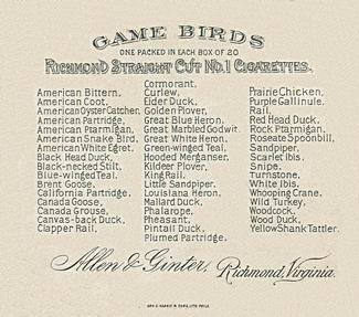 1890 Allen & Ginter Game Birds (N40) #NNO Black Head Duck Back