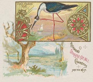 1890 Allen & Ginter Game Birds (N40) #NNO Black-necked Stilt Front
