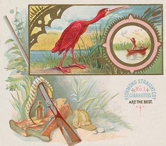 1890 Allen & Ginter Game Birds (N40) #NNO Scarlet Ibis Front